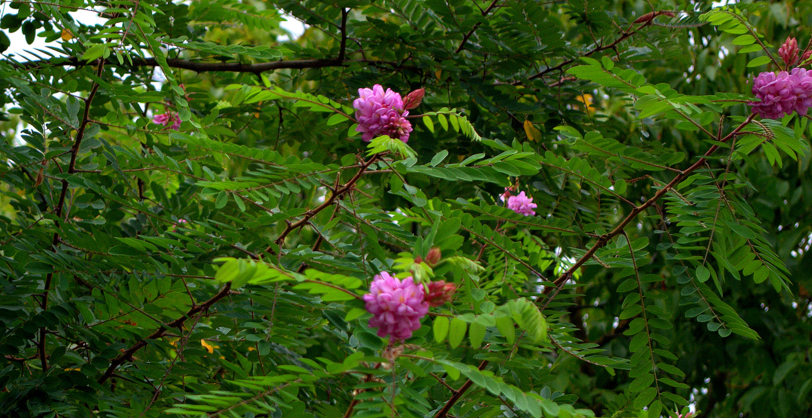 DSC0133.jpg