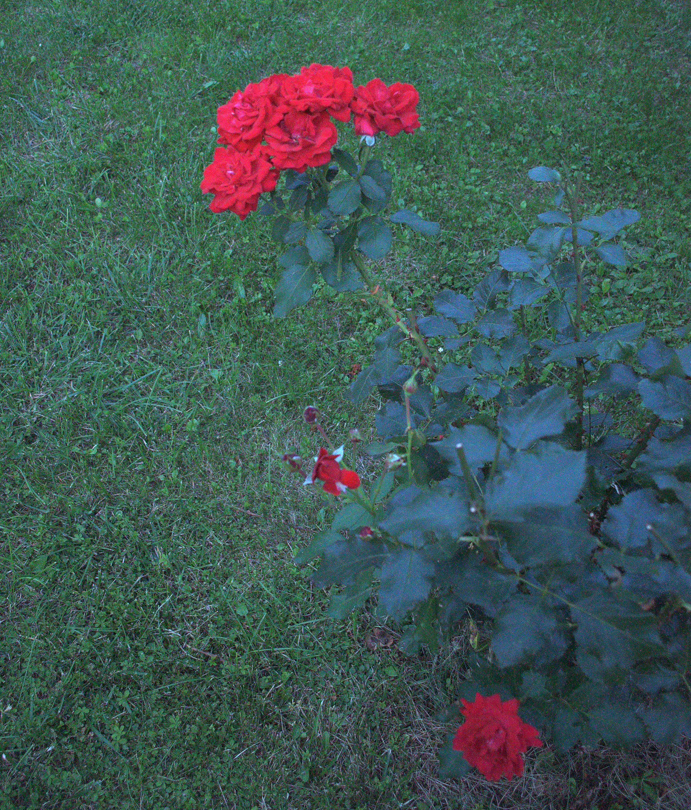 DSC0575.jpg